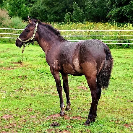 Schronisko Srebrny Potok