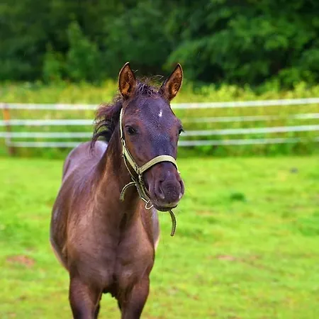 Schronisko Srebrny Potok Lubawka