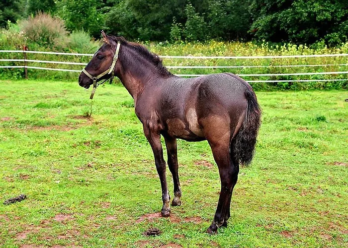 Schronisko Srebrny Potok