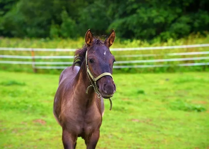 Schronisko Srebrny Potok לובאבקה